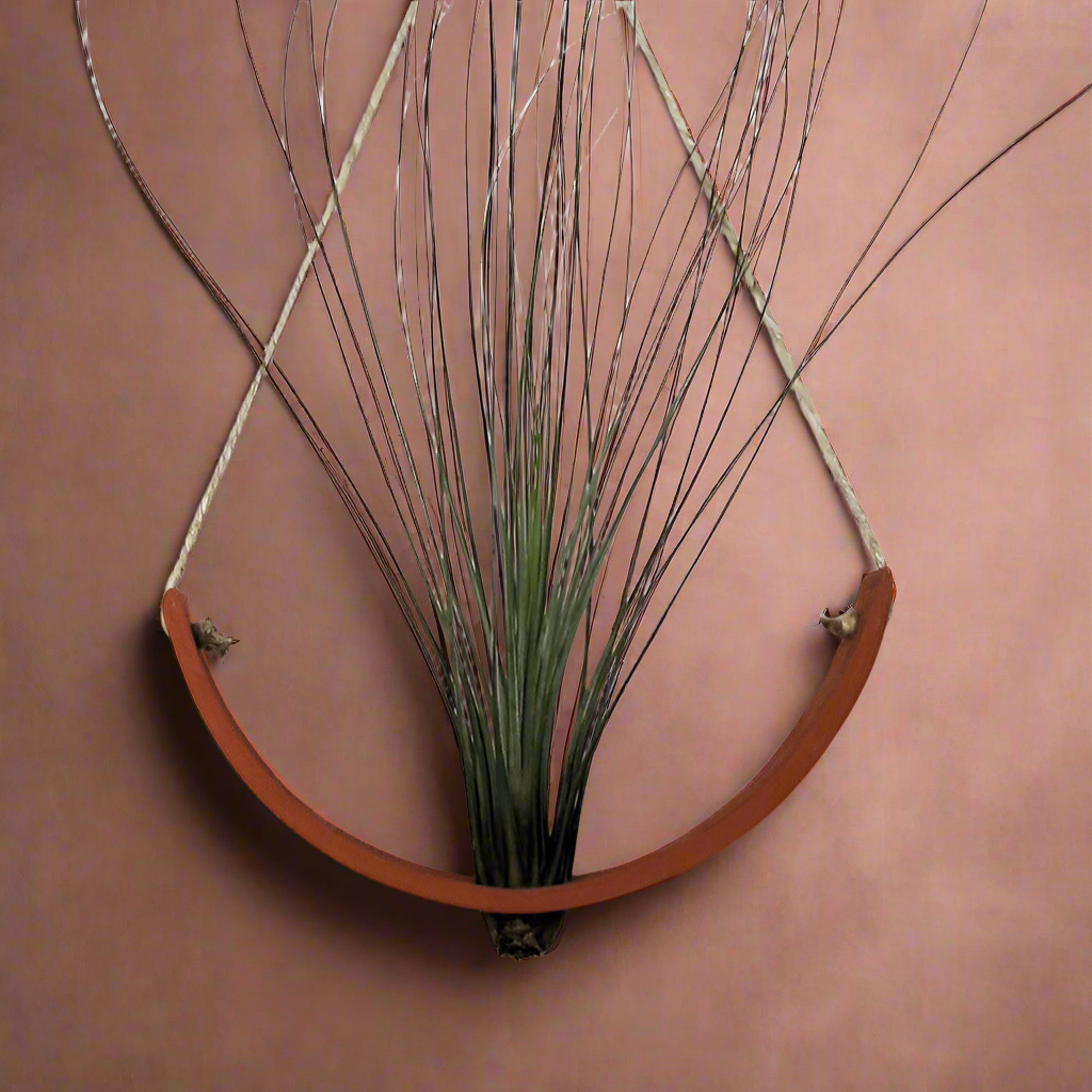 Hanging Ceramic Air Plant Cradle Terracotta