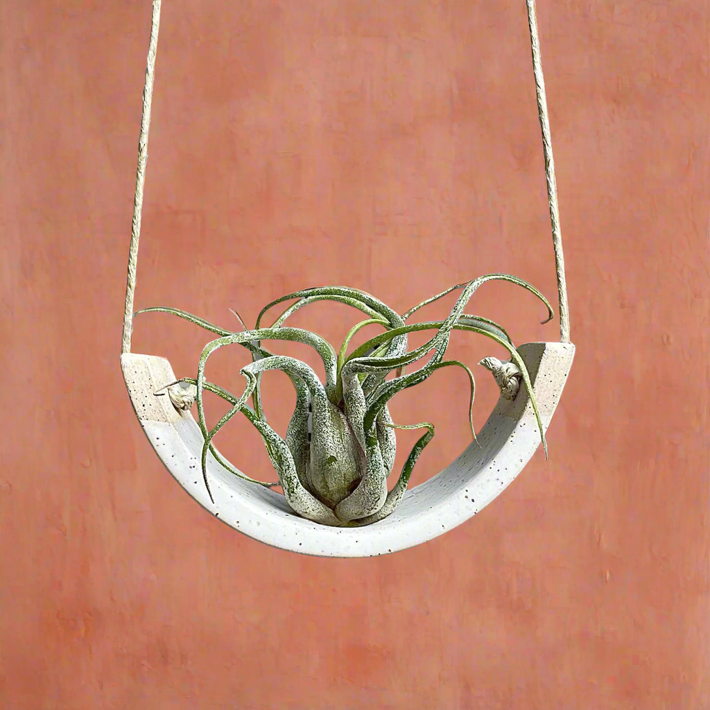 Small Speckle Buff Hanging Air Plant Cradle Dipped in Gloss